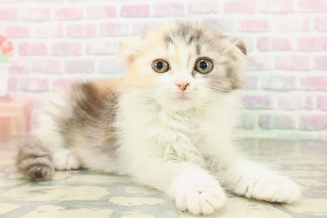 東京都のスコティッシュフォールド (Coo&RIKU東久留米店/2026年2月16日生まれ/女の子/キャリコ)の子猫の3枚目の画像