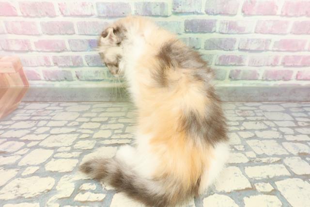 東京都のスコティッシュフォールド (Coo&RIKU東久留米店/2026年2月16日生まれ/女の子/キャリコ)の子猫の4枚目の画像