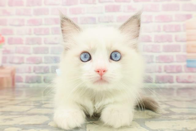 山形県のラグドール (Coo&RIKU山形店/2026年2月14日生まれ/男の子/ブルーポイントバイカラー)の子猫