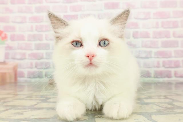 宮城県のラグドール (Coo&RIKU仙台太白店/2026年2月14日生まれ/女の子/ブルーポイントバイカラー)の子猫
