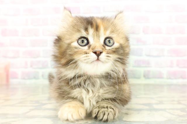 埼玉県のキンカロー (Coo&RIKU桶川店/2026年2月17日生まれ/女の子/ブラウンパッチドタビー)の子猫の1枚目の画像