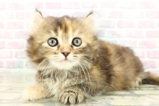 埼玉県のキンカロー (Coo&RIKU桶川店/2026年2月17日生まれ/女の子/ブラウンパッチドタビー)の子猫の2枚目の画像