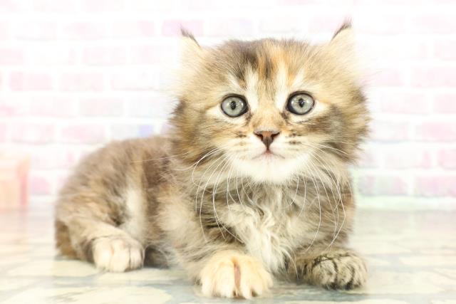 埼玉県のキンカロー (Coo&RIKU桶川店/2026年2月17日生まれ/女の子/ブラウンパッチドタビー)の子猫の3枚目の画像