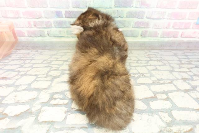 埼玉県のキンカロー (Coo&RIKU桶川店/2026年2月17日生まれ/女の子/ブラウンパッチドタビー)の子猫の4枚目の画像