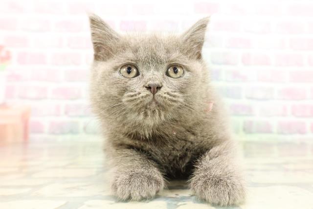 石川県のブリティッシュショートヘアー (Coo&RIKU金沢店/2026年2月17日生まれ/女の子/ブルー)の子猫の1枚目の画像