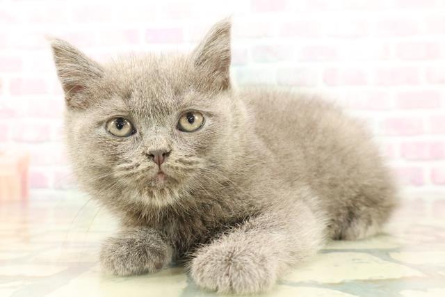 石川県のブリティッシュショートヘアー (Coo&RIKU金沢店/2026年2月17日生まれ/女の子/ブルー)の子猫の2枚目の画像