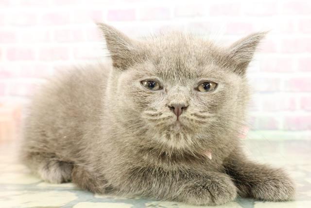 石川県のブリティッシュショートヘアー (Coo&RIKU金沢店/2026年2月17日生まれ/女の子/ブルー)の子猫の3枚目の画像