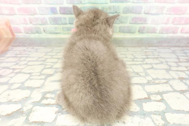 石川県のブリティッシュショートヘアー (Coo&RIKU金沢店/2026年2月17日生まれ/女の子/ブルー)の子猫の4枚目の画像