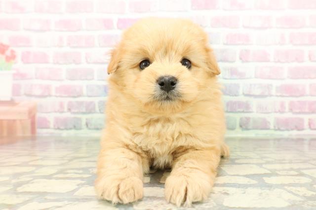 東京都のポメプー(ポメラニアン×プードル) (Coo&RIKU大久保店/2026年2月16日生まれ/男の子/アプリコット)の子犬の1枚目の画像