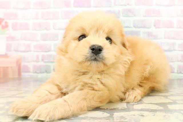 東京都のポメプー(ポメラニアン×プードル) (Coo&RIKU大久保店/2026年2月16日生まれ/男の子/アプリコット)の子犬の2枚目の画像