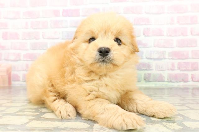 東京都のポメプー(ポメラニアン×プードル) (Coo&RIKU大久保店/2026年2月16日生まれ/男の子/アプリコット)の子犬の3枚目の画像