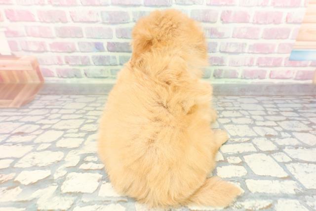 東京都のポメプー(ポメラニアン×プードル) (Coo&RIKU大久保店/2026年2月16日生まれ/男の子/アプリコット)の子犬の4枚目の画像