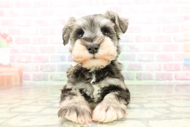 東京都のミニチュアシュナウザー (Coo&RIKU府中店/2026年2月14日生まれ/女の子/ソルトペッパー)の子犬の1枚目の画像
