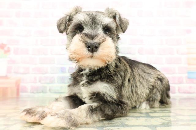 東京都のミニチュアシュナウザー (Coo&RIKU府中店/2026年2月14日生まれ/女の子/ソルトペッパー)の子犬の2枚目の画像