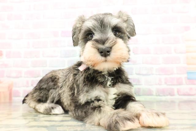 東京都のミニチュアシュナウザー (Coo&RIKU府中店/2026年2月14日生まれ/女の子/ソルトペッパー)の子犬の3枚目の画像