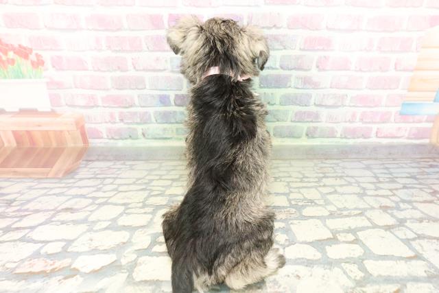 東京都のミニチュアシュナウザー (Coo&RIKU府中店/2026年2月14日生まれ/女の子/ソルトペッパー)の子犬の4枚目の画像