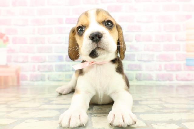 東京都のビーグル (Coo&RIKU東久留米店/2026年2月16日生まれ/女の子/ブラックタンホワイト)の子犬の1枚目の画像