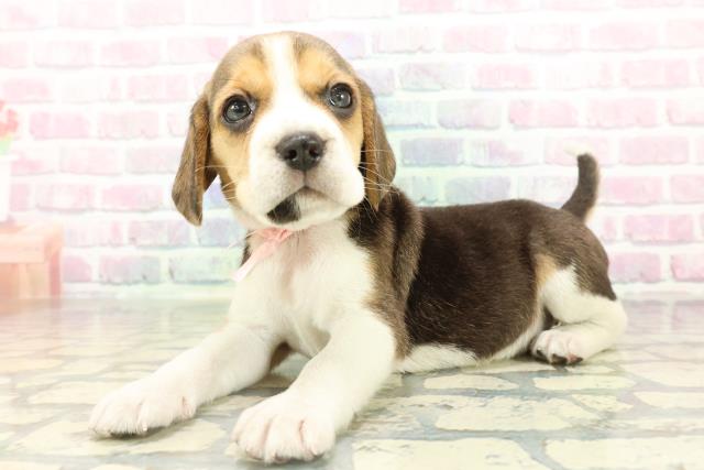 東京都のビーグル (Coo&RIKU東久留米店/2026年2月16日生まれ/女の子/ブラックタンホワイト)の子犬の2枚目の画像