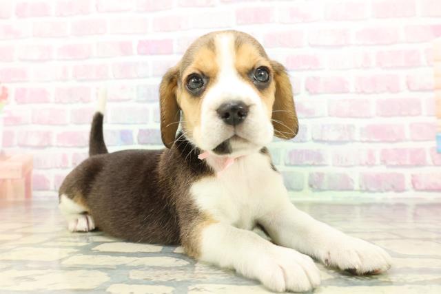 東京都のビーグル (Coo&RIKU東久留米店/2026年2月16日生まれ/女の子/ブラックタンホワイト)の子犬の3枚目の画像