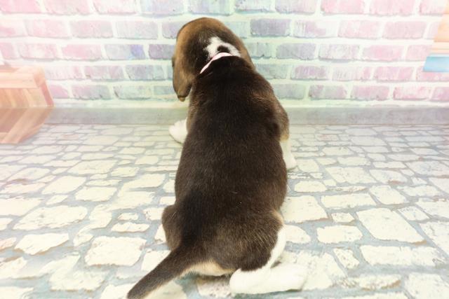 東京都のビーグル (Coo&RIKU東久留米店/2026年2月16日生まれ/女の子/ブラックタンホワイト)の子犬の4枚目の画像