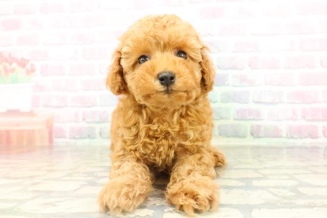 トイ・プードル