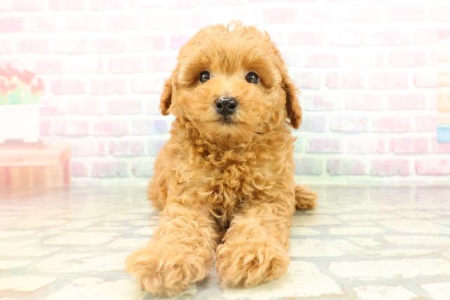 千葉県のトイプードル(トイ) (Coo&RIKU木更津店/2026年2月15日生まれ/男の子/レッドフォーン)の子犬