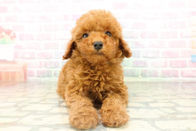 東京都のトイプードル(トイ) (Coo&RIKU東久留米店/2026年2月14日生まれ/男の子/レッド)の子犬の1枚目の画像