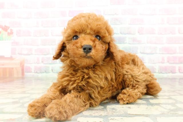 東京都のトイプードル(トイ) (Coo&RIKU東久留米店/2026年2月14日生まれ/男の子/レッド)の子犬の2枚目の画像