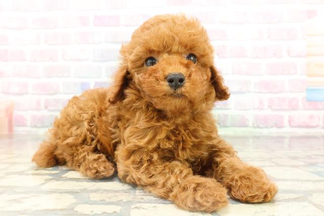 東京都のトイプードル(トイ) (Coo&RIKU東久留米店/2026年2月14日生まれ/男の子/レッド)の子犬の3枚目の画像