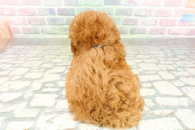 東京都のトイプードル(トイ) (Coo&RIKU東久留米店/2026年2月14日生まれ/男の子/レッド)の子犬の4枚目の画像