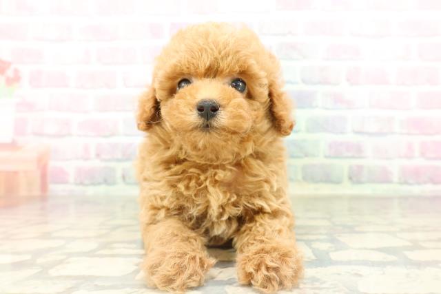 埼玉県のトイプードル(トイ) (Coo&RIKU岩槻店/2026年2月14日生まれ/男の子/レッド)の子犬の1枚目の画像