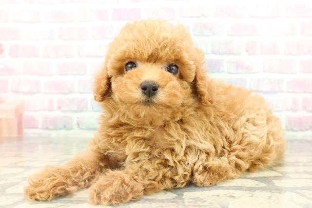 埼玉県のトイプードル(トイ) (Coo&RIKU岩槻店/2026年2月14日生まれ/男の子/レッド)の子犬の2枚目の画像