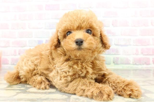 埼玉県のトイプードル(トイ) (Coo&RIKU岩槻店/2026年2月14日生まれ/男の子/レッド)の子犬の3枚目の画像