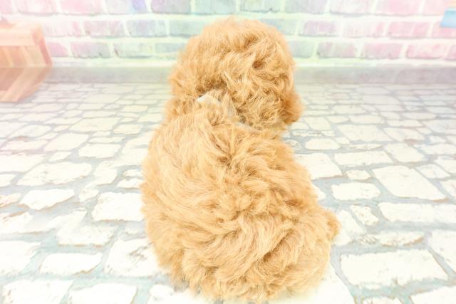 埼玉県のトイプードル(トイ) (Coo&RIKU岩槻店/2026年2月14日生まれ/男の子/レッド)の子犬の4枚目の画像