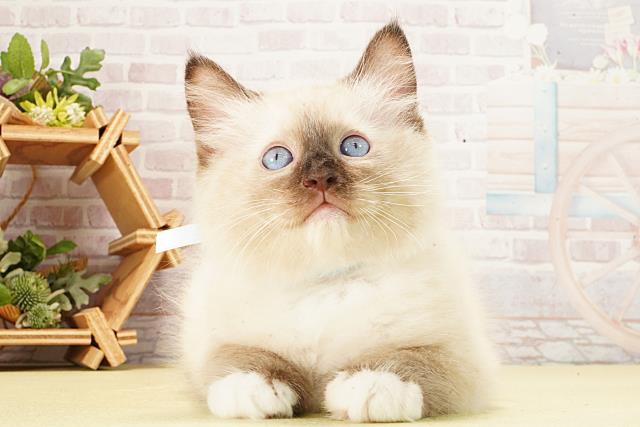 岐阜県のラグドール (Coo&RIKU岐南店/2026年2月14日生まれ/男の子/ブルーポイントミテッド)の子猫の1枚目の画像