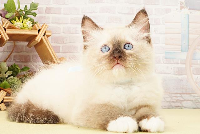 岐阜県のラグドール (Coo&RIKU岐南店/2026年2月14日生まれ/男の子/ブルーポイントミテッド)の子猫の2枚目の画像