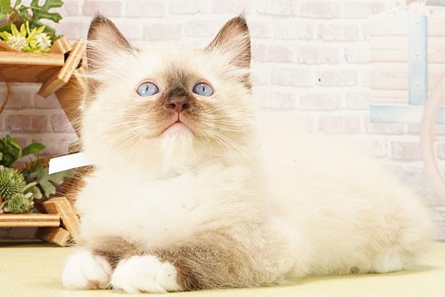 岐阜県のラグドール (Coo&RIKU岐南店/2026年2月14日生まれ/男の子/ブルーポイントミテッド)の子猫の3枚目の画像