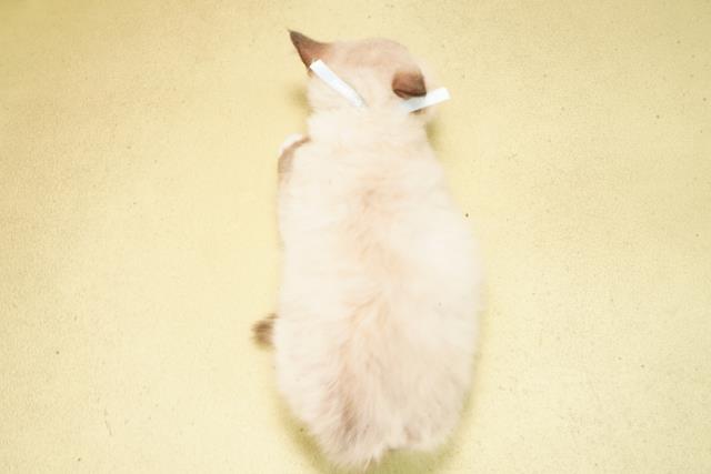 岐阜県のラグドール (Coo&RIKU岐南店/2026年2月14日生まれ/男の子/ブルーポイントミテッド)の子猫の4枚目の画像