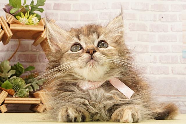 静岡県のラガマフィン (Coo&RIKU静岡SBS通り店/2026年2月10日生まれ/女の子/ブラウンパッチドタビー)の子猫の1枚目の画像