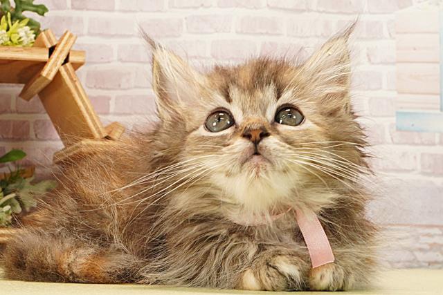 静岡県のラガマフィン (Coo&RIKU静岡SBS通り店/2026年2月10日生まれ/女の子/ブラウンパッチドタビー)の子猫の2枚目の画像