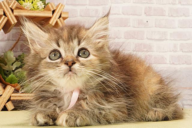 静岡県のラガマフィン (Coo&RIKU静岡SBS通り店/2026年2月10日生まれ/女の子/ブラウンパッチドタビー)の子猫の3枚目の画像