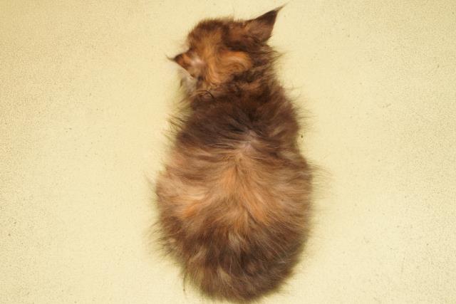 静岡県のラガマフィン (Coo&RIKU静岡SBS通り店/2026年2月10日生まれ/女の子/ブラウンパッチドタビー)の子猫の4枚目の画像