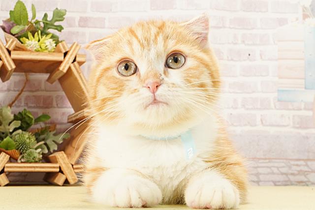 愛知県のスコティッシュフォールド (Coo&RIKU東海一宮店/2025年12月31日生まれ/男の子/レッドタビーホワイト)の子猫の1枚目の画像