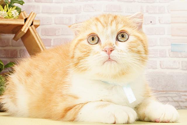 愛知県のスコティッシュフォールド (Coo&RIKU東海一宮店/2025年12月31日生まれ/男の子/レッドタビーホワイト)の子猫の2枚目の画像