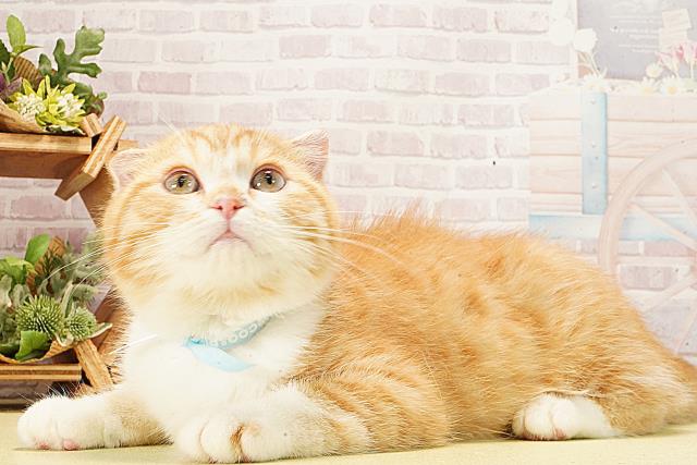 愛知県のスコティッシュフォールド (Coo&RIKU東海一宮店/2025年12月31日生まれ/男の子/レッドタビーホワイト)の子猫の3枚目の画像