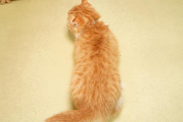 愛知県のスコティッシュフォールド (Coo&RIKU東海一宮店/2025年12月31日生まれ/男の子/レッドタビーホワイト)の子猫の4枚目の画像