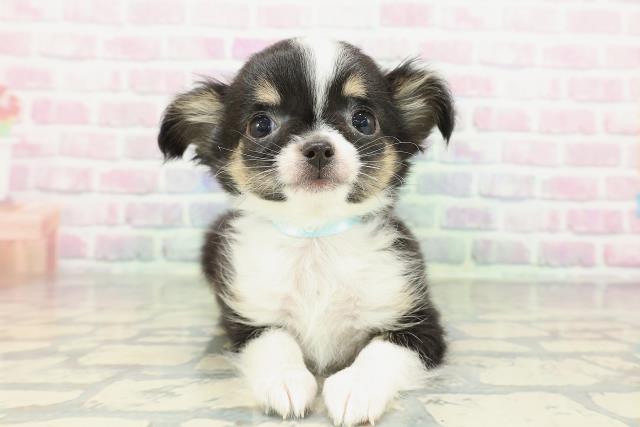 埼玉県のチワワ(ロング) (Coo&RIKU所沢店/2026年2月11日生まれ/男の子/ブラックタンホワイト)の子犬の1枚目の画像