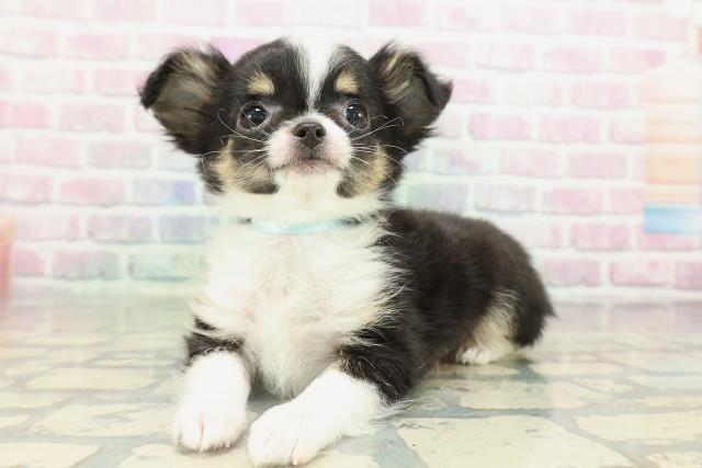 埼玉県のチワワ(ロング) (Coo&RIKU所沢店/2026年2月11日生まれ/男の子/ブラックタンホワイト)の子犬の2枚目の画像