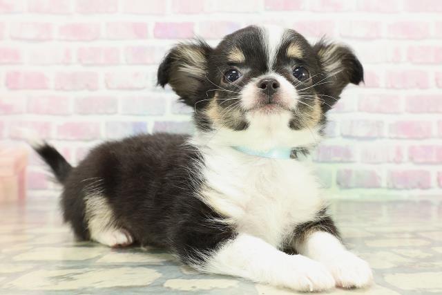 埼玉県のチワワ(ロング) (Coo&RIKU所沢店/2026年2月11日生まれ/男の子/ブラックタンホワイト)の子犬の3枚目の画像