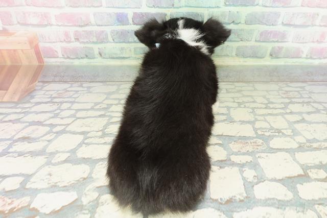 埼玉県のチワワ(ロング) (Coo&RIKU所沢店/2026年2月11日生まれ/男の子/ブラックタンホワイト)の子犬の4枚目の画像